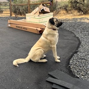 Kangal Dog